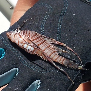 Captured during a lionfish derby, this baby fish being held in a diver's glove, measured a mere centimeters. 